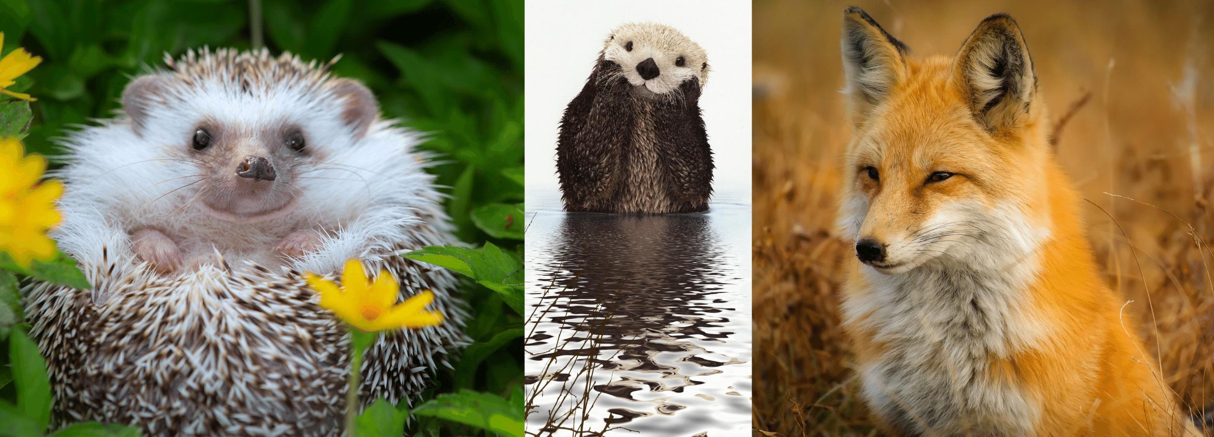Hedgehog, Otter and Red Fox totem animals