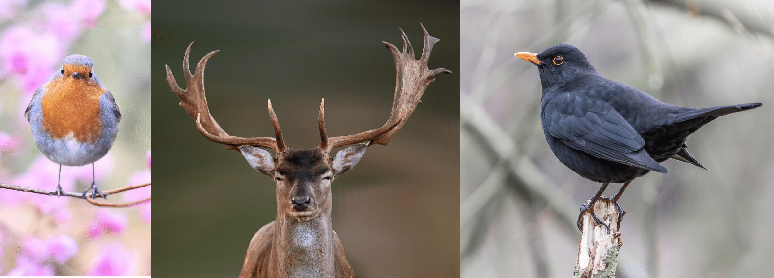 Animal totems for robin, fallow deer and blackbird