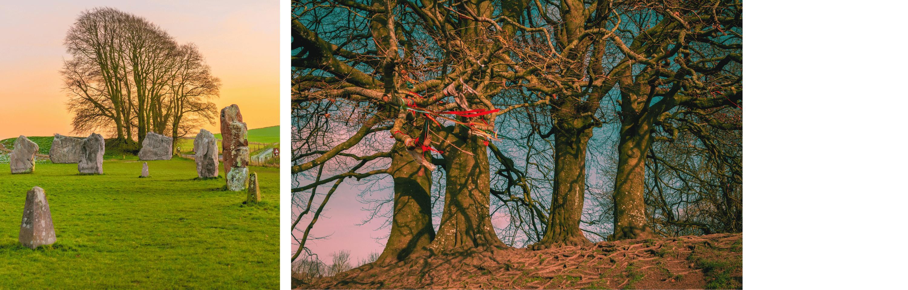 Beech trees at Avebury stone circle